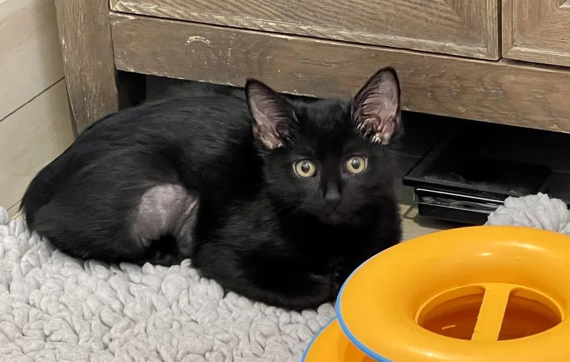 A baby medium-sized female Black Domestic Short Hair cat named Chess for adoption in Chicago, IL