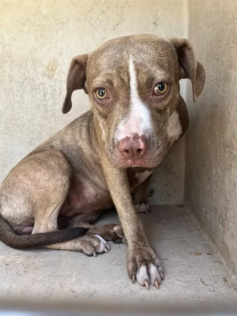 A young medium-sized female American Staffordshire Terrier dog named Scarlett for adoption in Oklahoma City, OK