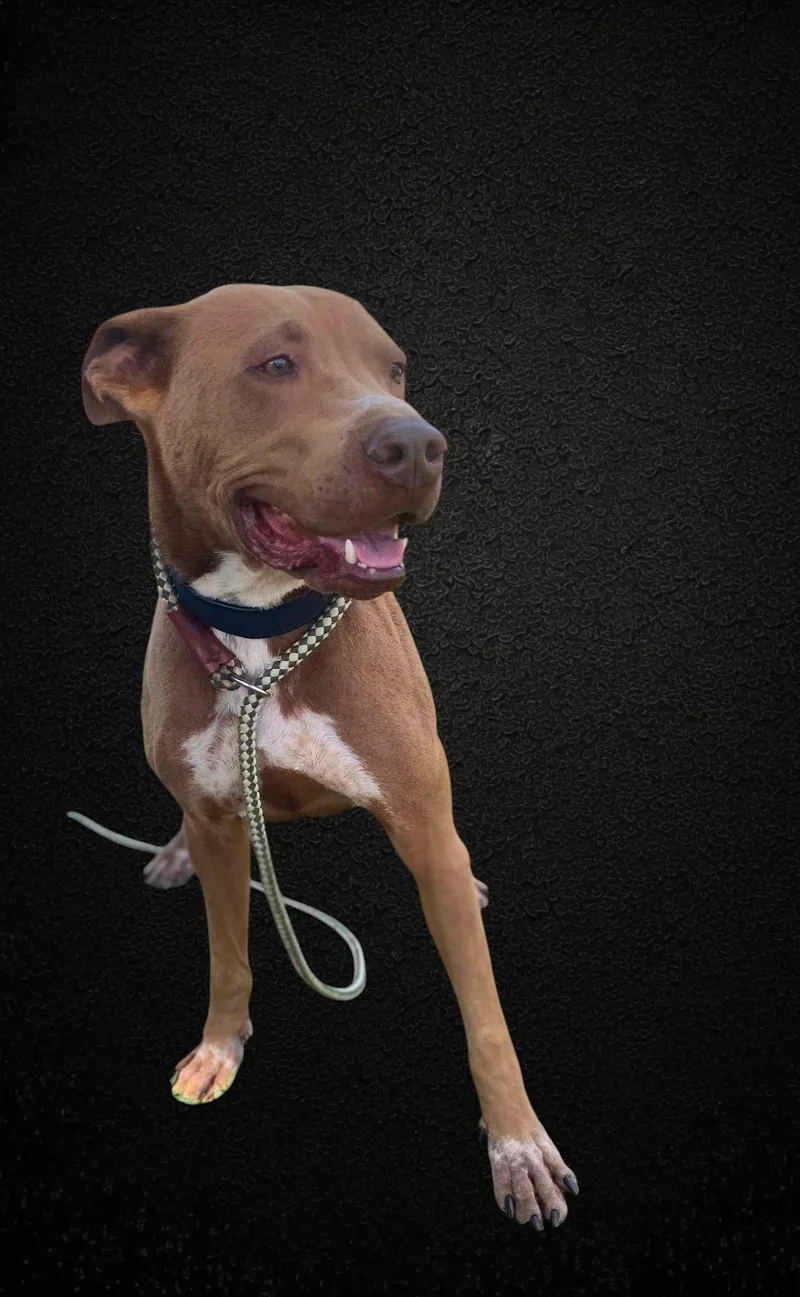 An adult medium-sized male Red / Chestnut / Orange Greyhound dog named Ajax for adoption in Ventura, CA