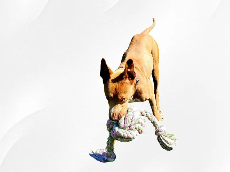 Ajax thumbnail 2