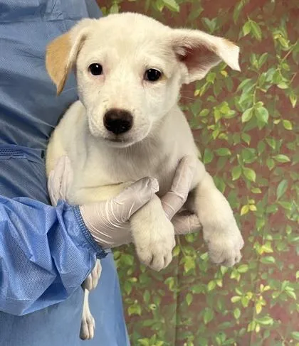 A young small-sized female Shepherd dog named Pearl for adoption in San Antonio, TX