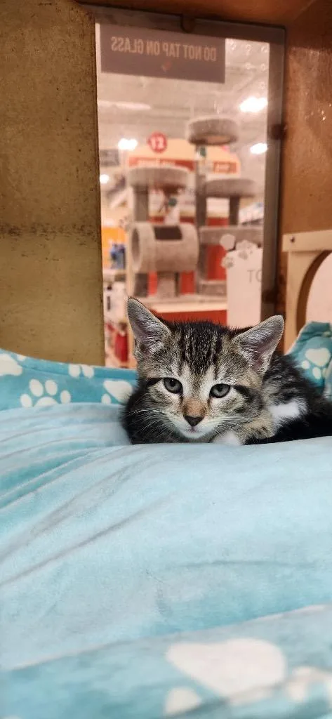 A baby medium-sized female Domestic Short Hair cat named Lioness for adoption in Tampa, FL