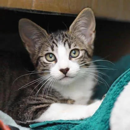 A baby small-sized female Black Domestic Short Hair cat named Princess Peach for adoption in Atlanta, GA
