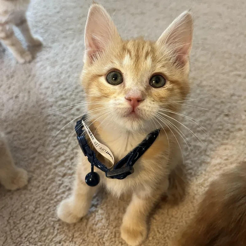 A baby small-sized female Orange / Red Domestic Short Hair cat named Marmalade In Burke  for adoption in Alexandria, VA