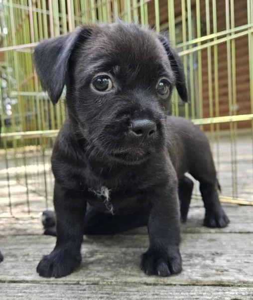 A baby medium-sized female Black Pit Bull Terrier dog named Oneida for adoption in Albany, NY