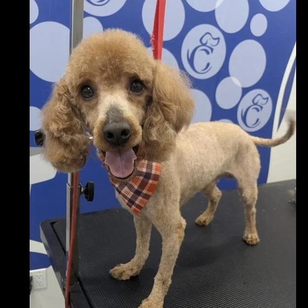 An adult small-sized male Apricot / Beige Standard Poodle dog named Doggy for adoption in Arlington, VA