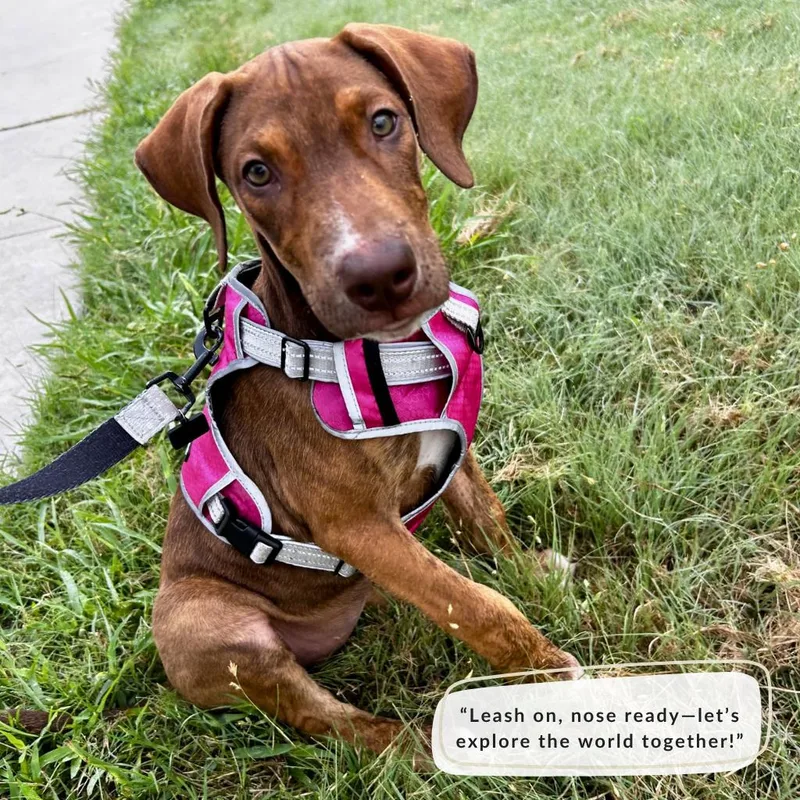 A young medium-sized female Coonhound dog named Fruit Tart for adoption in Austin, TX