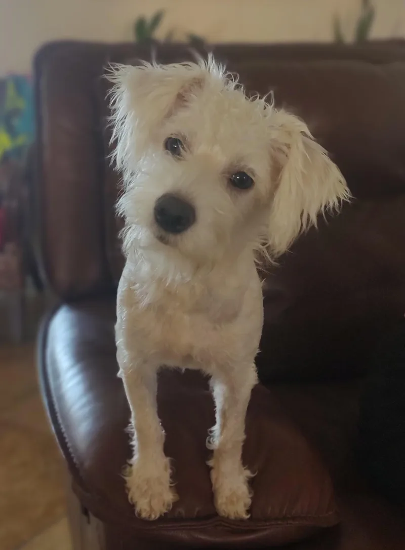 A young small-sized female Terrier dog named Snow for adoption in Mary Esther, FL