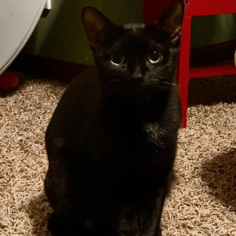 An adult medium-sized male Black Domestic Short Hair cat named River for adoption in Inver Grove Heights, MN