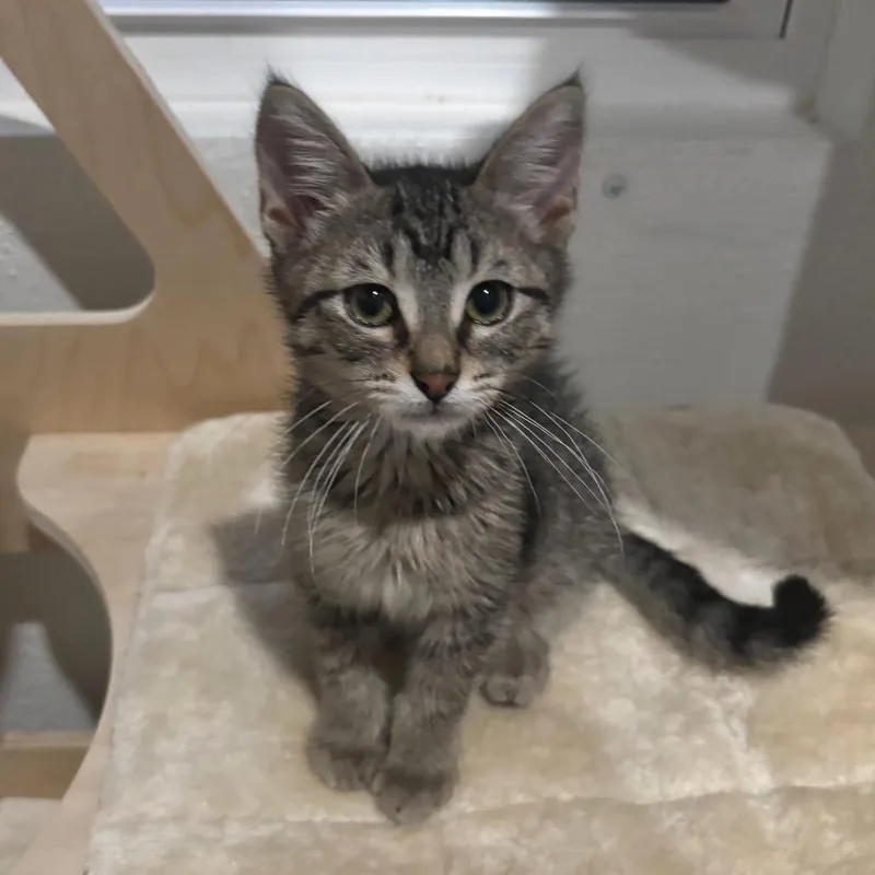 Blueberry thumbnail 3