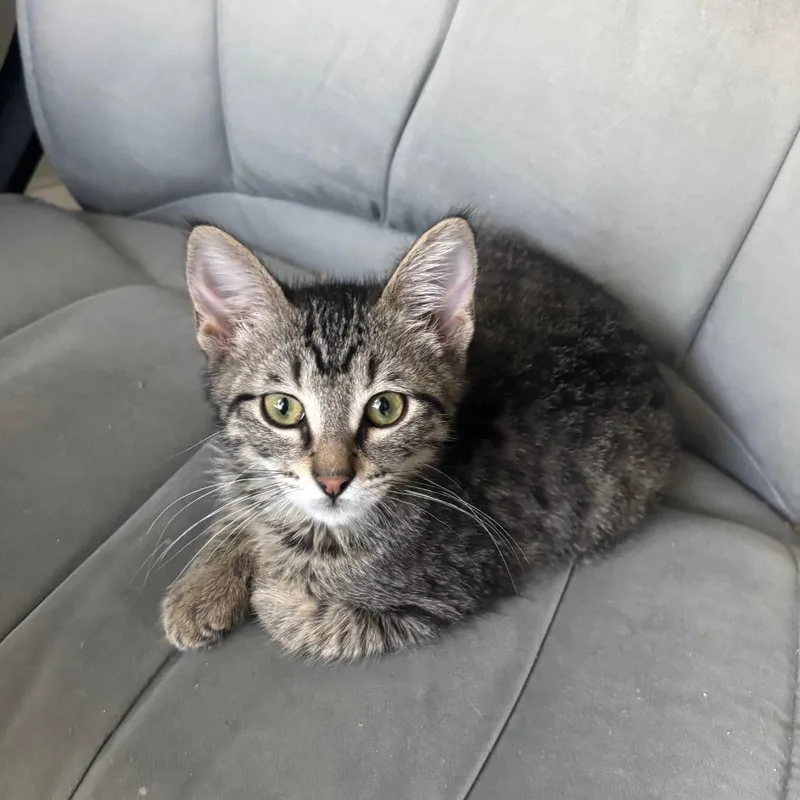 Blueberry thumbnail 4