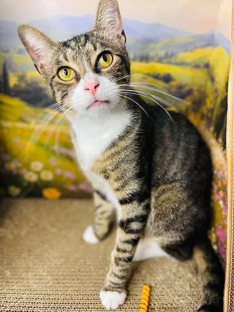 A young medium-sized male Tabby (Buff / Tan / Fawn) American Shorthair cat named Johnny for adoption in Fort Pierce, FL