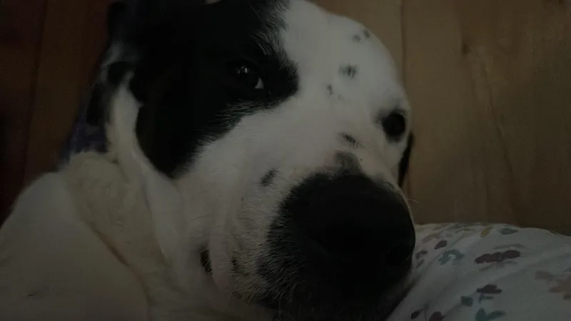 A young medium-sized male White / Cream Dalmatian dog named Miguel for adoption in Delhi, NY