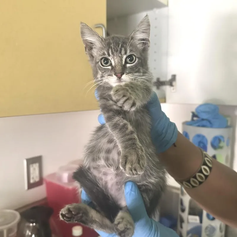 A baby small-sized male Gray / Blue / Silver Domestic Short Hair cat named Silver for adoption in Los Angeles, CA