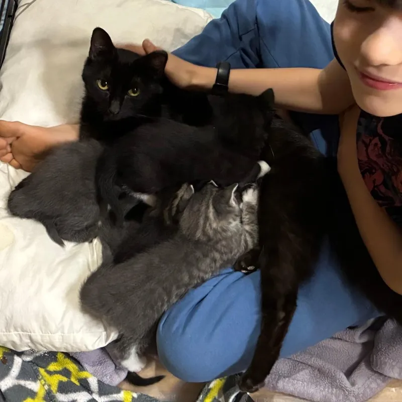 An adult medium-sized female Black Domestic Short Hair cat named Kokomo for adoption in Baltimore, MD
