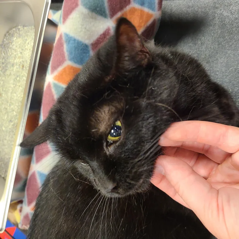 An adult medium-sized female Black Domestic Short Hair cat named Radke for adoption in Gerrardstown, WV