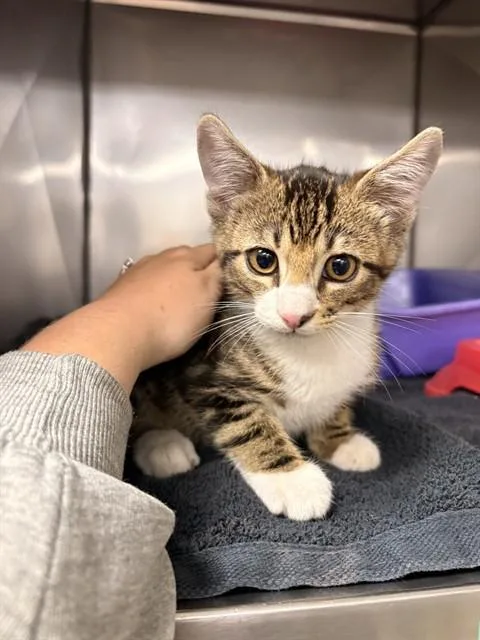 A baby small-sized male Domestic Short Hair cat named Kenicki for adoption in Killeen, TX