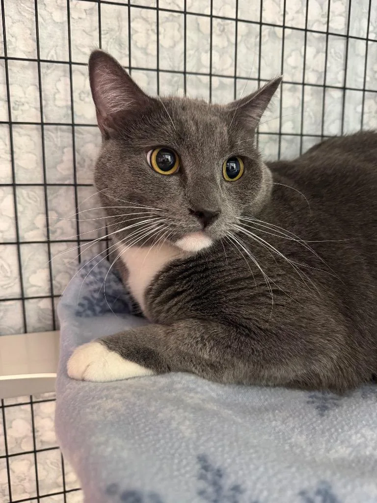 A young small-sized male Domestic Short Hair cat named Haboo for adoption in Grants Pass, OR