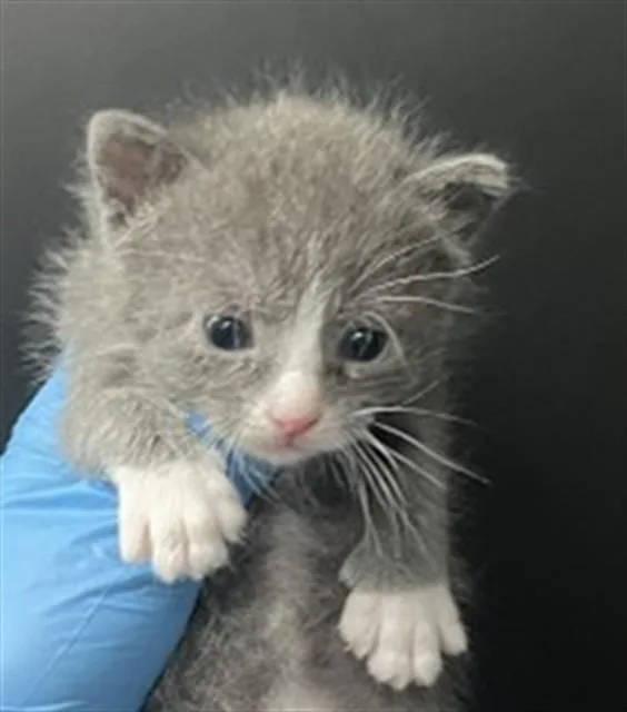 A baby medium-sized male Domestic Short Hair cat named Dwight for adoption in San Bernardino, CA
