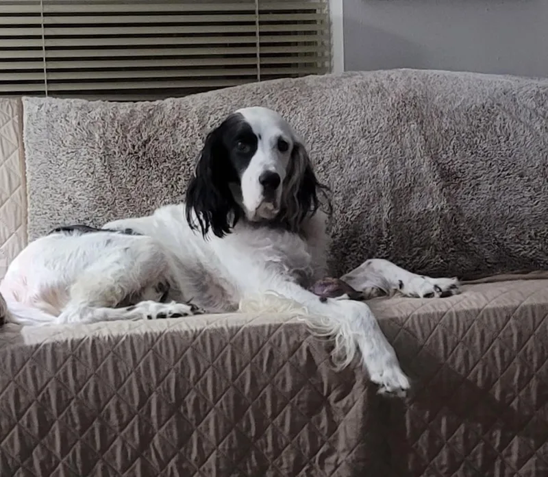 A senior medium-sized male White / Cream English Setter dog named Sammy for adoption in Boerne, TX