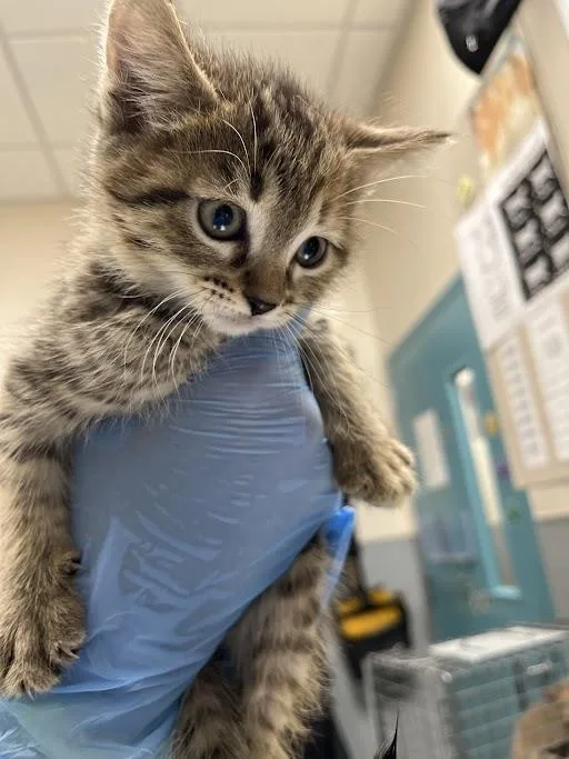 A baby small-sized female Domestic Short Hair cat named Georgia for adoption in Las Vegas, NV