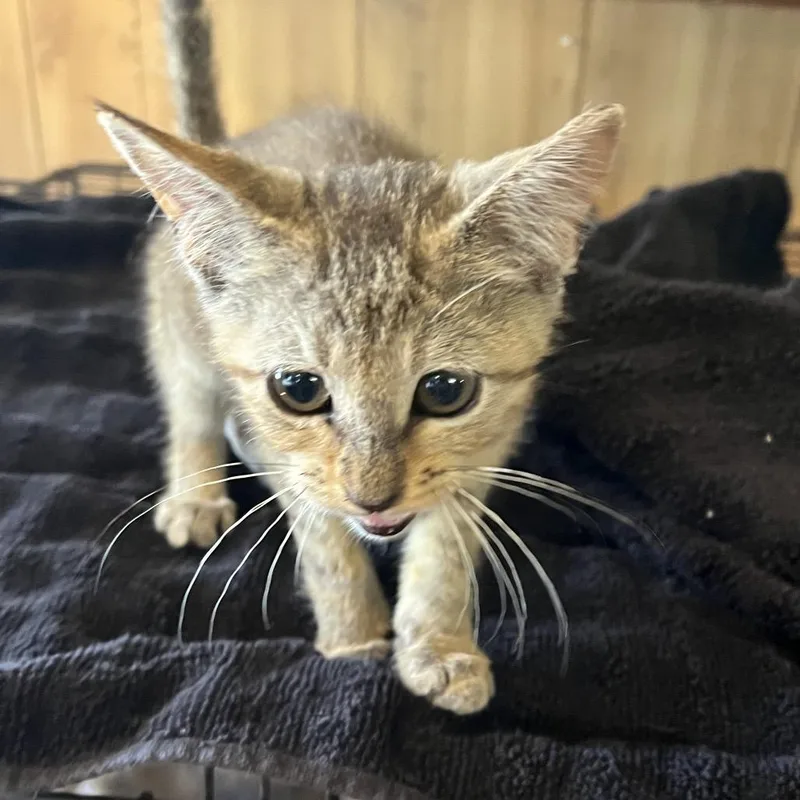 A baby small-sized male Gray / Blue / Silver Domestic Short Hair cat named Wasabi for adoption in Pittsburg, KS