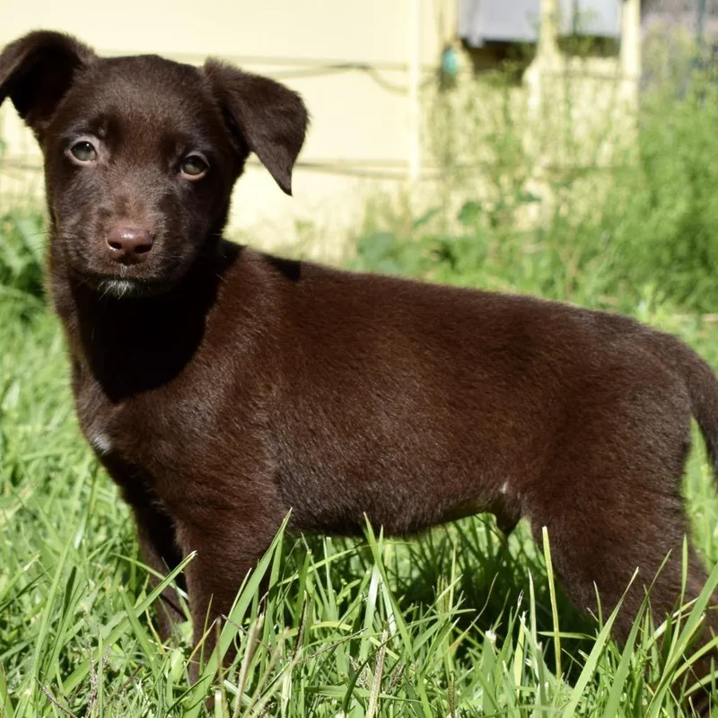 A baby medium-sized male Labrador Retriever dog named Rio for adoption in West Richland, WA