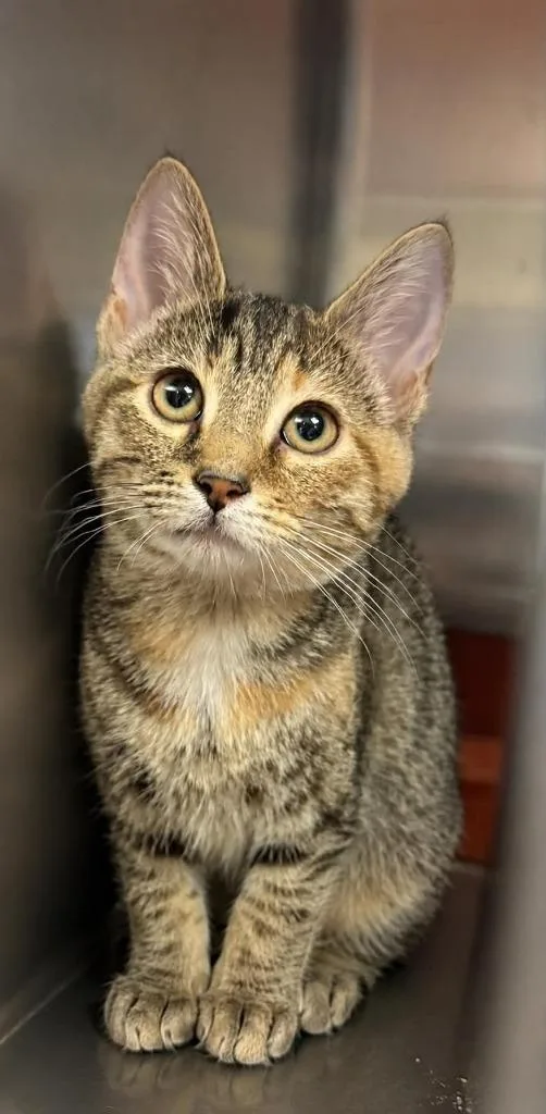 A baby small-sized female Domestic Short Hair cat named Crissy for adoption in Columbia, TN