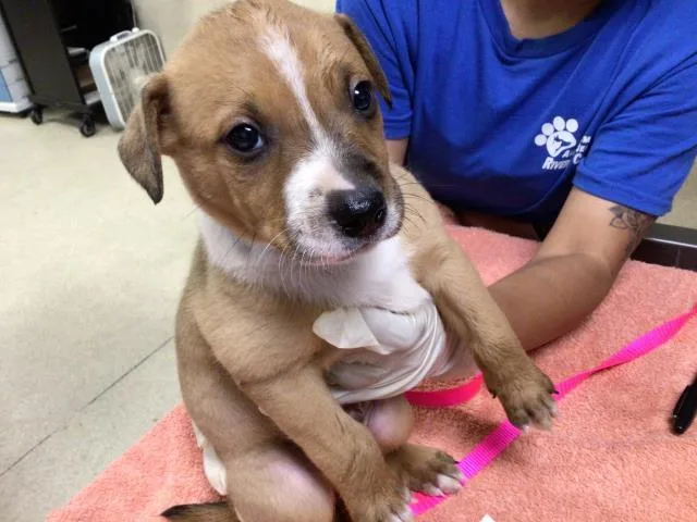A baby small-sized male German Shepherd Dog dog named Toast for adoption in Riverside, CA