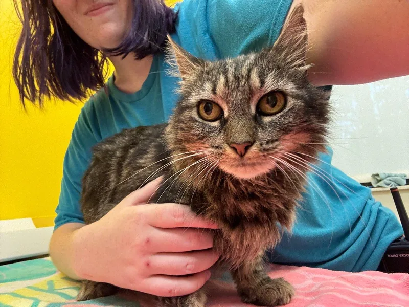 A senior small-sized female Tabby (Brown / Chocolate) Domestic Short Hair cat named Abby for adoption in Raleigh, NC