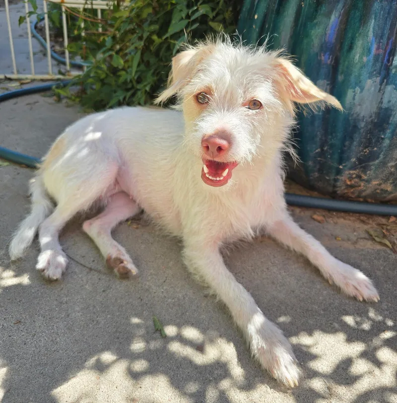 A young small-sized female White / Cream West Highland White Terrier / Westie dog named Delightful Lil Ms Dewdrop for adoption in Albuquerque, NM