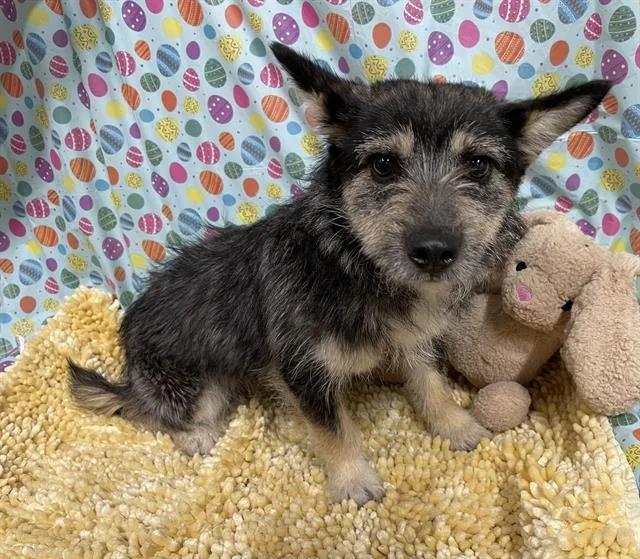 A young small-sized female Norwich Terrier dog named Trish for adoption in Modesto, CA