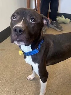 A young medium-sized male Black Pit Bull Terrier dog named Ramirez for adoption in Cleveland, OH