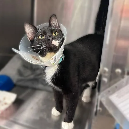 A young medium-sized female Black Domestic Short Hair cat named Muffin for adoption in Davenport, IA