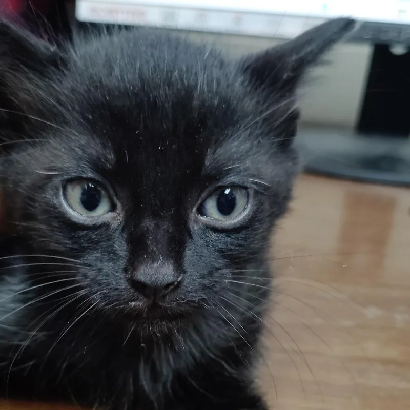 A baby small-sized male Domestic Short Hair cat named Punk for adoption in Valley, AL