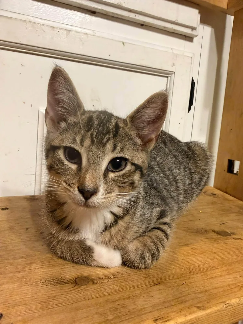 A baby medium-sized female Tabby (Gray / Blue / Silver) Domestic Short Hair cat named Cakey for adoption in Rumford, ME