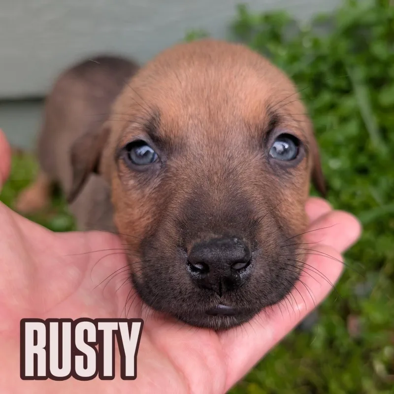 Rusty