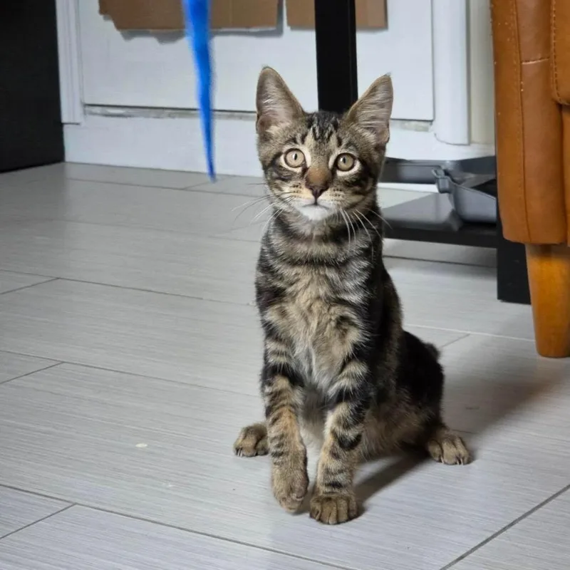 A baby small-sized male Brown / Chocolate Domestic Short Hair cat named Milo for adoption in Bayside, NY