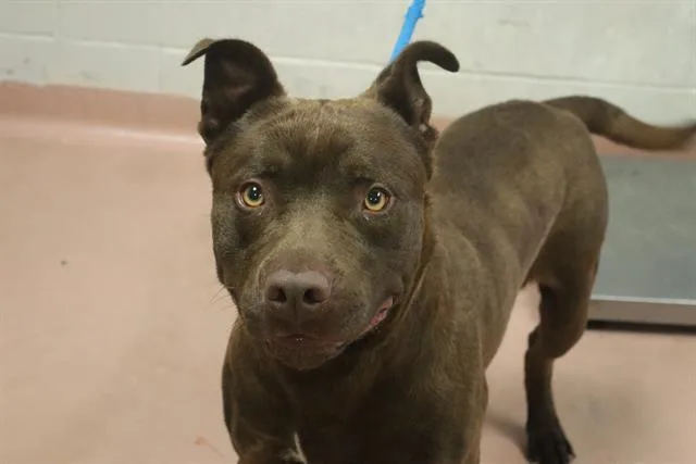A young large-sized male Mixed Breed dog named Hunter for adoption in Columbia, SC