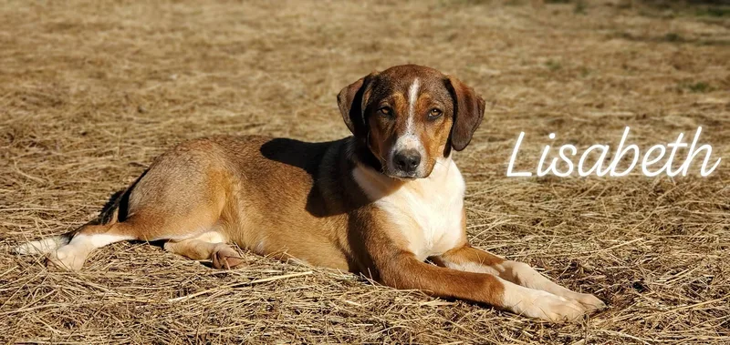 Lisabeth
