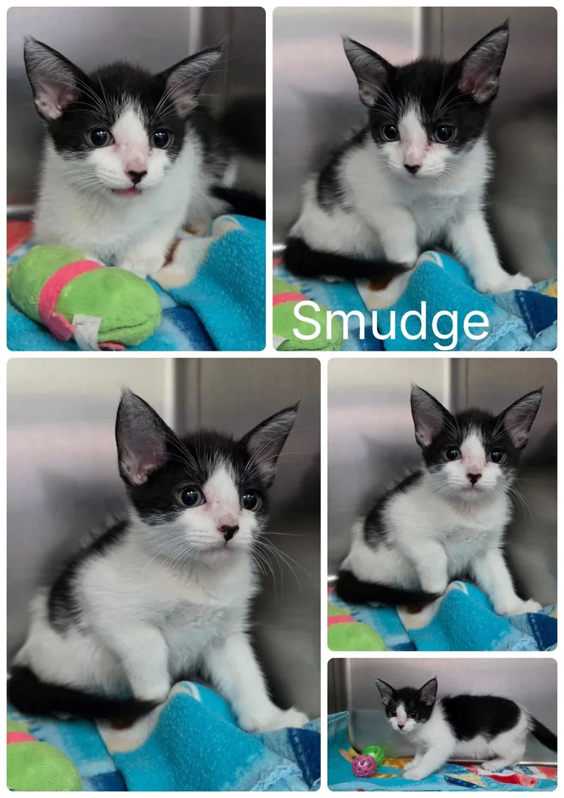 Smudge
