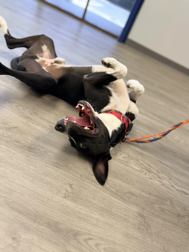 An adult medium-sized male Black Pit Bull Terrier dog named Silver for adoption in Indianapolis, IN