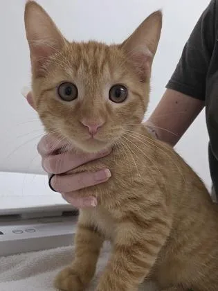A baby small-sized male Domestic Short Hair cat named Tony Stark for adoption in Sacramento, CA