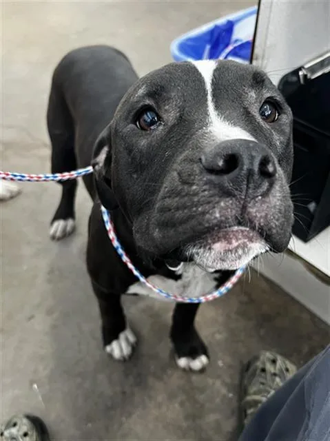 A young large-sized female Mixed Breed dog named Lola for adoption in Dallas, TX