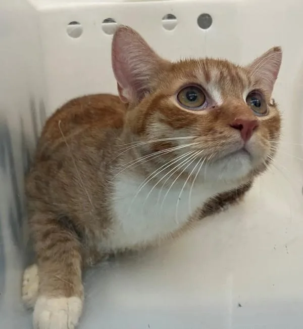 A young medium-sized male Domestic Short Hair cat named Orion for adoption in Staten Island, NY