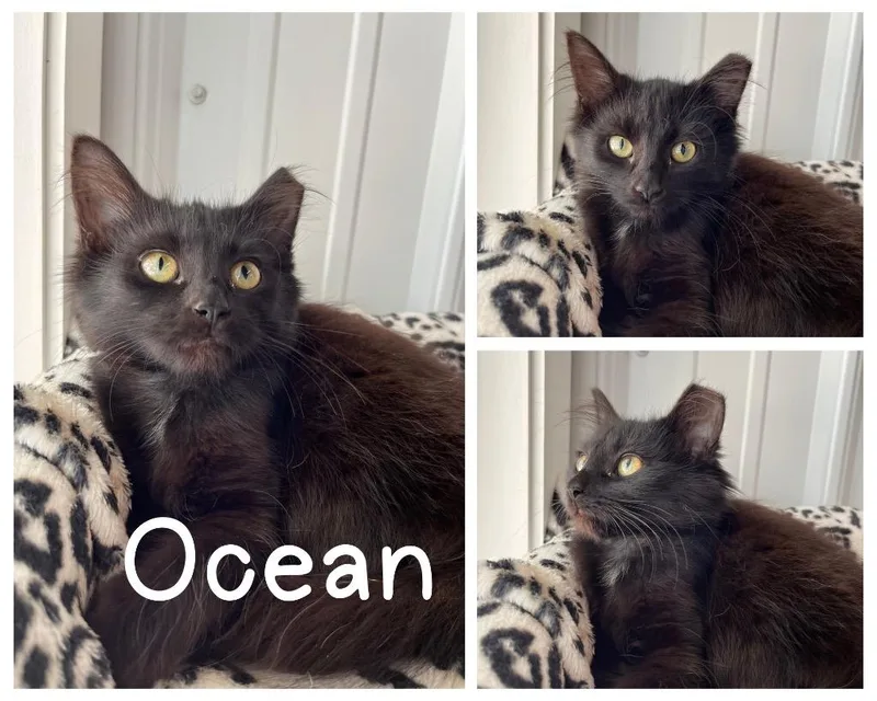 Ocean