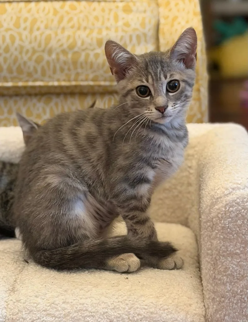 A baby medium-sized female Domestic Short Hair cat named Gemma for adoption in Jacksonville, FL
