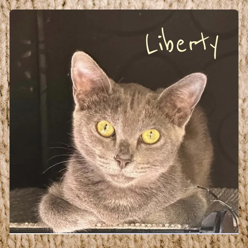 A baby medium-sized female Tabby cat named Liberty for adoption in Lawton, OK