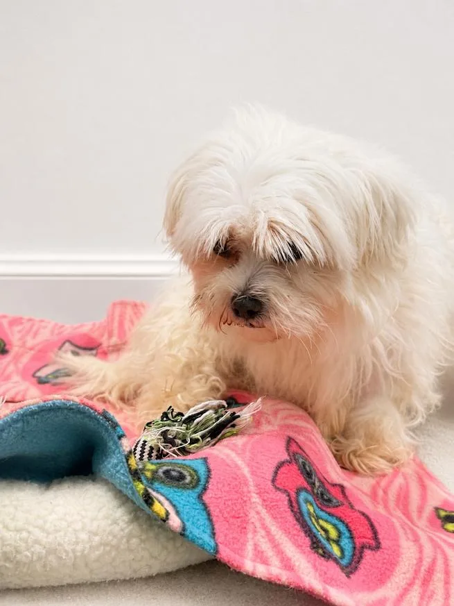An adult small-sized female White / Cream Maltese dog named Macie for adoption in Neillsville, WI