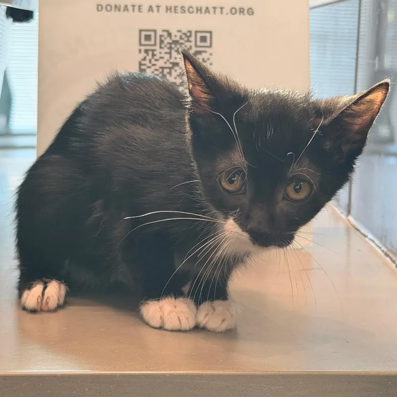 A baby small-sized female Black Domestic Short Hair cat named Danio for adoption in Chattanooga, TN